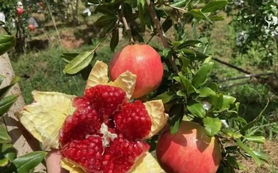 冠心病患者如何安全食用石榴？注意这4个关键点