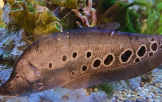 买鱼时的五大避雷指南，避免健康隐患