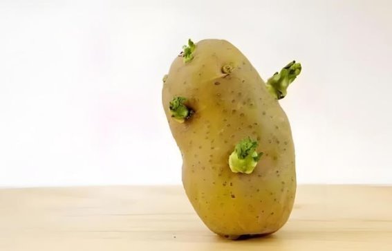 厨房里的隐形杀手：发芽土豆的致命毒素