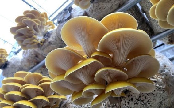 蘑菇：抗癌防老的健康食材，日常饮食中的营养宝藏