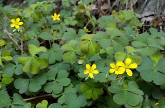 路边的酢浆草：天然止痛宝草，清热解毒的天然良方