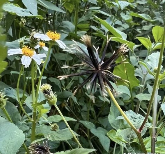 鬼针草：路边不起眼的草药，夏季健康的天然良方