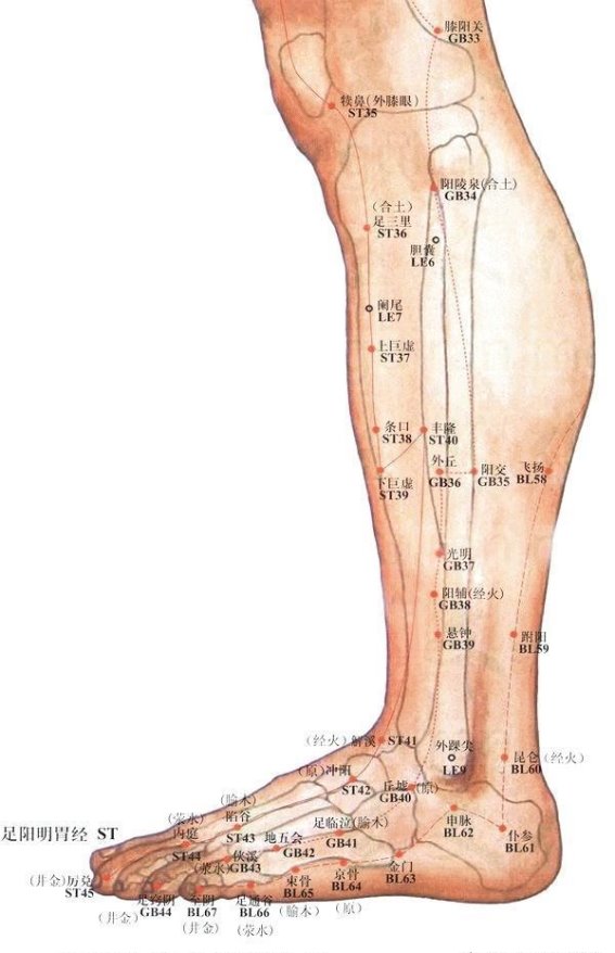 跗阳穴：解锁下肢与足踝的不适，舒缓疼痛的神奇穴位