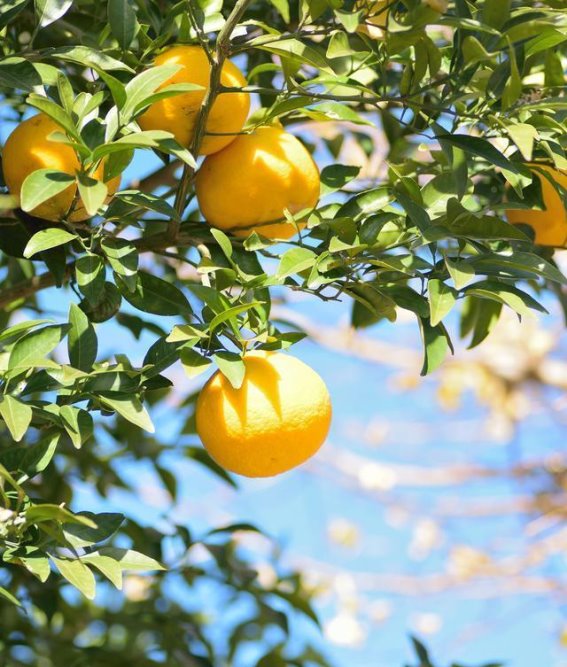 寒露时节的养生之道与柚子的秋韵