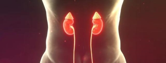 一喝水尿就多，这样的肾脏健康吗？