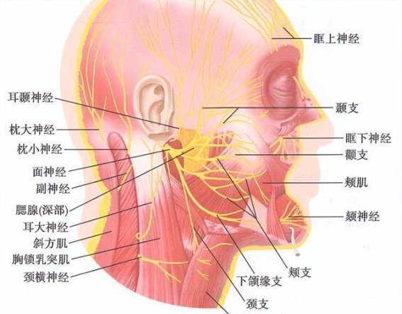 面瘫症状识别与及时治疗：避免错过最佳时机