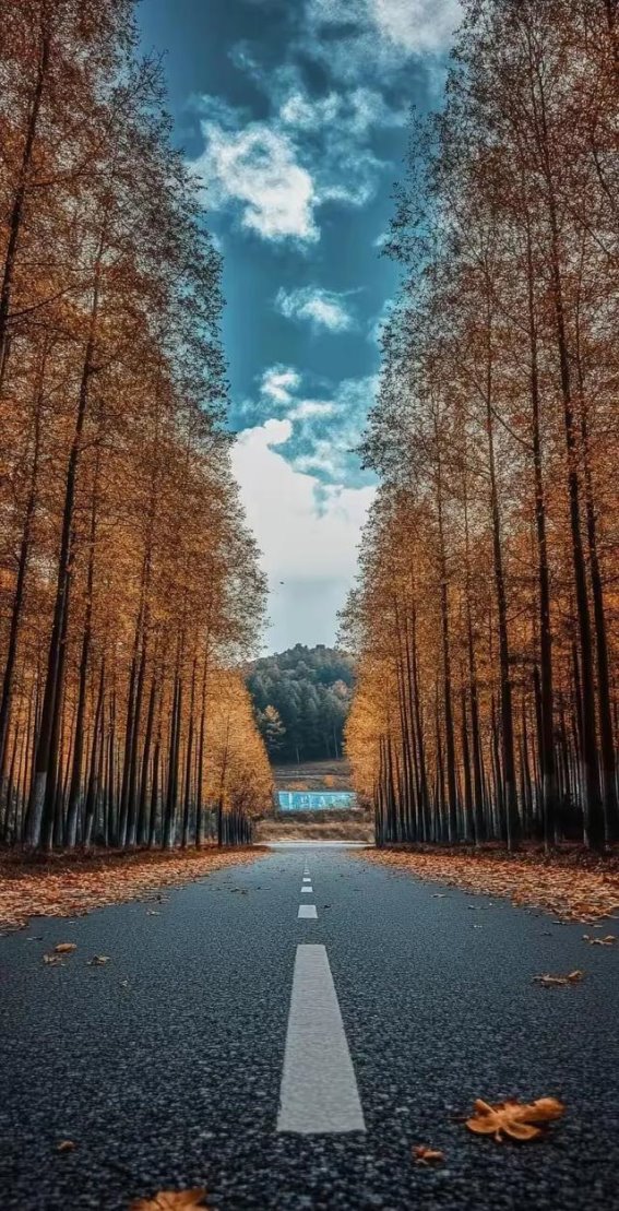 秋韵悠悠，落叶大道的迷人景致