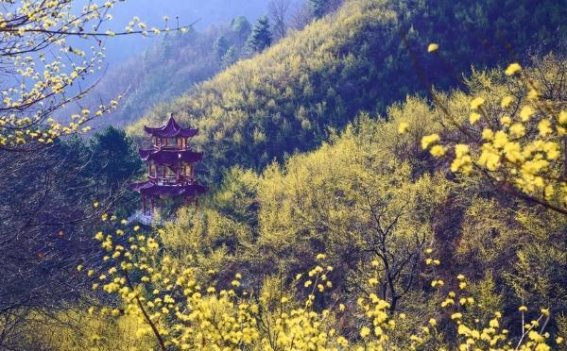 春日佛坪：在山茱萸花海中寻找自然的温暖