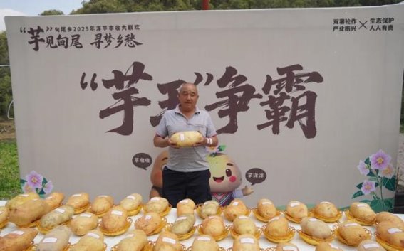 芋见甸尾，寻梦乡愁——泥冲村的丰收与民俗盛典