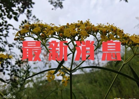 2026年起新能源汽车购置税恢复征收，减税政策持续惠及消费者