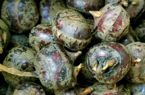 马蹄的神奇功效：探索其抗炎潜力与科学依据