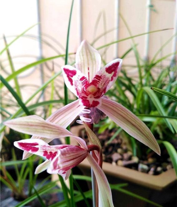 从巅峰神话到理性回归，兰花界“汗血宝马”玉兔彩蝶的真实价值